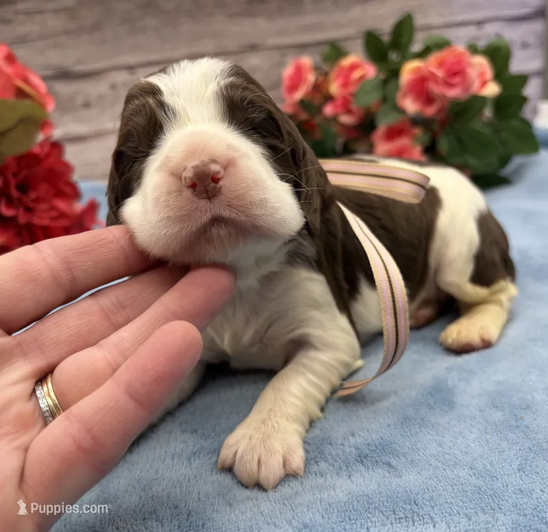 Daphne – English Springer Spaniel puppy for sale in Rogers, OH