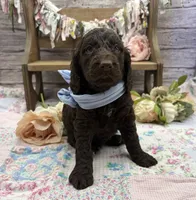 Kody, a male Springer Doodle for sale in Rogers, OH – 5 of 8