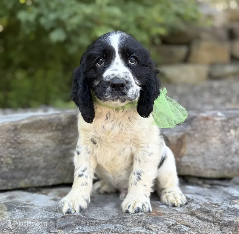 Archie – English Springer Spaniel puppy for sale in Rogers, OH