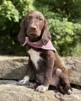 Nala, a female English Springer Spaniel and Labrador Retriever for sale in Rogers, OH – 4 of 6