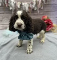 Diesel, a male English Springer Spaniel for sale in Rogers, OH – 2 of 8