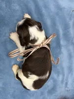 Daphne, a female English Springer Spaniel for sale in Rogers, OH – 4 of 4