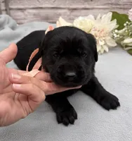 Misty, a female Labrador Retriever for sale in Rogers, OH – 4 of 4