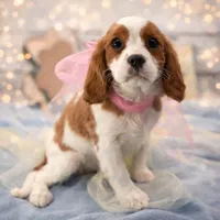 Sapphire, a female Cavalier King Charles Spaniel for sale in Rogers, OH – Photo 1 of 6