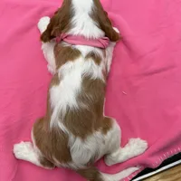Sapphire, a female Cavalier King Charles Spaniel for sale in Rogers, OH – Photo 5 of 6