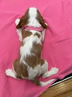 processed/3f414b0a-73a6-4460-b4b8-fd0617085ae9/listing/38db3a75-c90c-4a10-befd-2a9b1849c20d/a09943aa-9659-48b4-b6b0-76b872a4d4a4