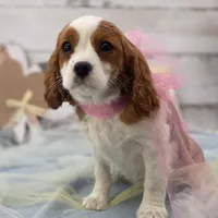Sapphire, a female Cavalier King Charles Spaniel for sale in Rogers, OH – Photo 2 of 6