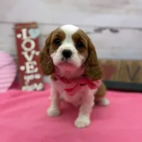 Sapphire, a female Cavalier King Charles Spaniel for sale in Rogers, OH – Photo 6 of 6