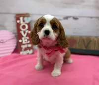 processed/3f414b0a-73a6-4460-b4b8-fd0617085ae9/listing/38db3a75-c90c-4a10-befd-2a9b1849c20d/e42dcbd5-4d95-46bc-9754-ea270dc2a1ac