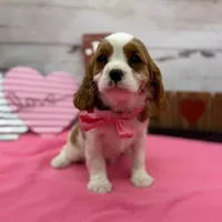 Sapphire, a female Cavalier King Charles Spaniel for sale in Rogers, OH – Photo 4 of 6