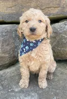 Samson, a male Goldendoodle for sale in Rogers, OH – 3 of 6