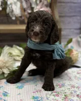 Kane, a male Springer Doodle for sale in Rogers, OH – 3 of 10