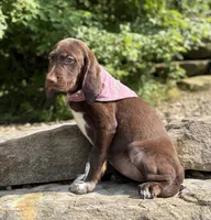 Nala, a female English Springer Spaniel and Labrador Retriever for sale in Rogers, OH – 6 of 6