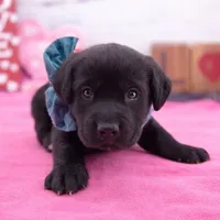 Walter, a male Labrador Retriever for sale in Rogers, OH – Photo 2 of 3