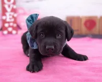 Walter, a male Labrador Retriever for sale in Rogers, OH – Photo 2 of 3