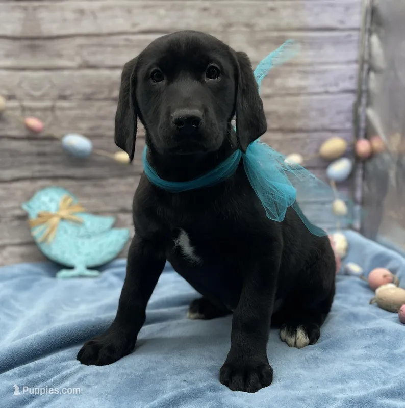 Walter – Labrador Retriever puppy for sale in Rogers, OH