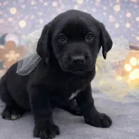 Walter, a male Labrador Retriever for sale in Rogers, OH – Photo 1 of 3