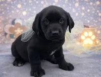 Walter, a male Labrador Retriever for sale in Rogers, OH – Photo 1 of 3