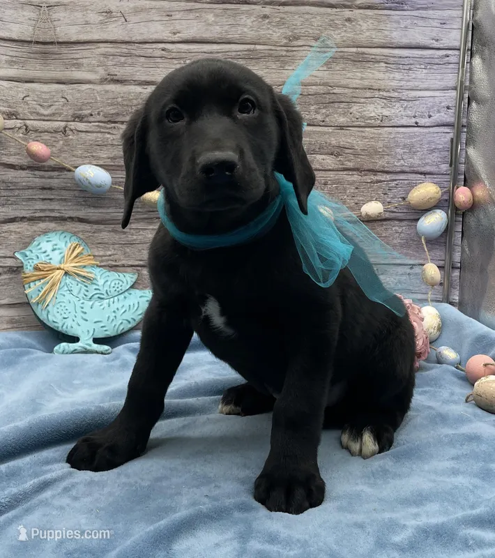 Walter – Labrador Retriever puppy for sale in Rogers, OH