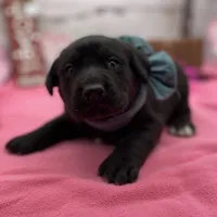 Walter, a male Labrador Retriever for sale in Rogers, OH – Photo 3 of 3