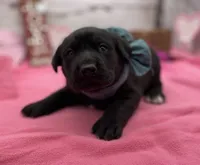 Walter, a male Labrador Retriever for sale in Rogers, OH – Photo 3 of 3