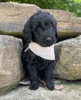 Sasha, a female Goldendoodle for sale in Rogers, OH – 5 of 6