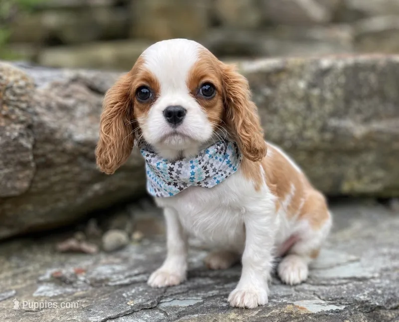 Jayden – Cavalier King Charles Spaniel puppy for sale in Rogers, OH