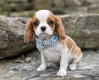 Jayden, a male Cavalier King Charles Spaniel for sale in Rogers, OH – 1 of 3