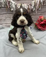 Dozer, a male English Springer Spaniel for sale in Rogers, OH – 2 of 6