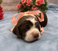 Dakota, a female English Springer Spaniel for sale in Rogers, OH – 4 of 6
