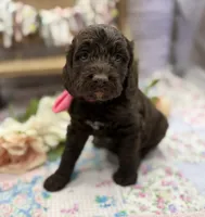 Kai, a female Springer Doodle for sale in Rogers, OH – 4 of 10