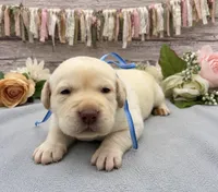 Flash, a male Labrador Retriever for sale in Rogers, OH – 2 of 2
