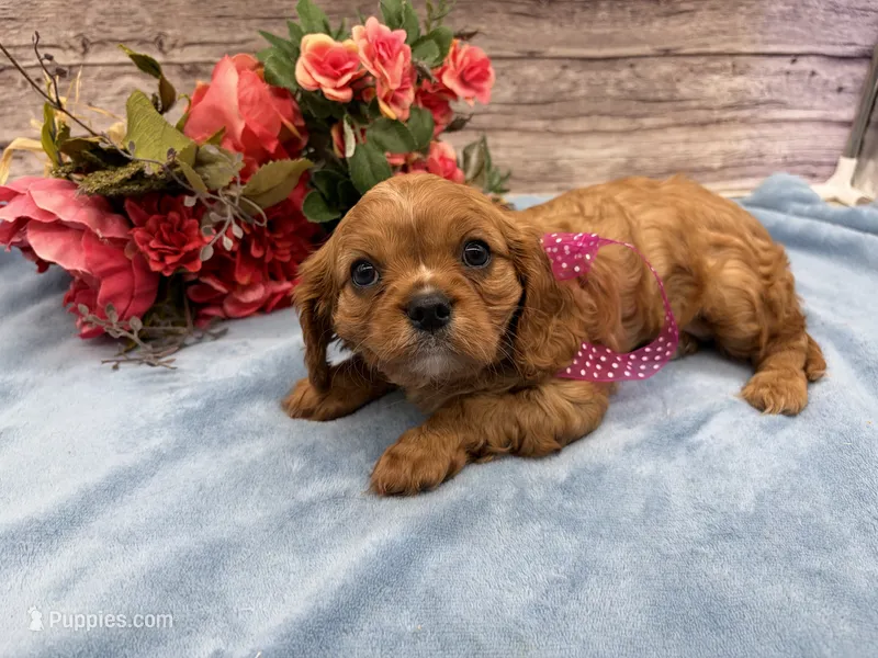 Mila – Cavalier King Charles Spaniel puppy for sale in Rogers, OH