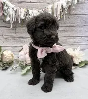 Faith, a female Portuguese Water Dog for sale in Rogers, OH – 2 of 5