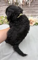 Flint, a male Portuguese Water Dog for sale in Rogers, OH – 5 of 5