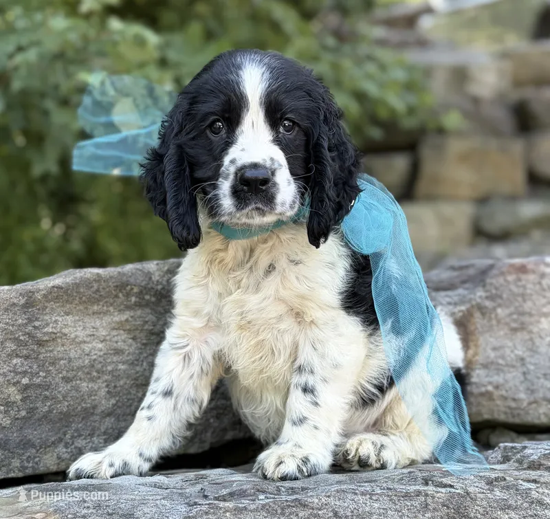 Alistair – English Springer Spaniel puppy for sale in Rogers, OH