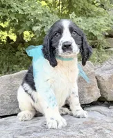 Alistair, a male English Springer Spaniel for sale in Rogers, OH – 3 of 5
