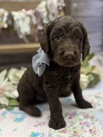 Keaton, a male Springer Doodle for sale in Rogers, OH – 6 of 10