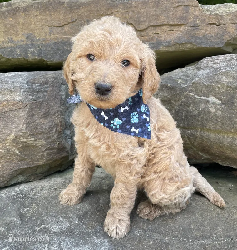 Samson – Goldendoodle puppy for sale in Rogers, OH
