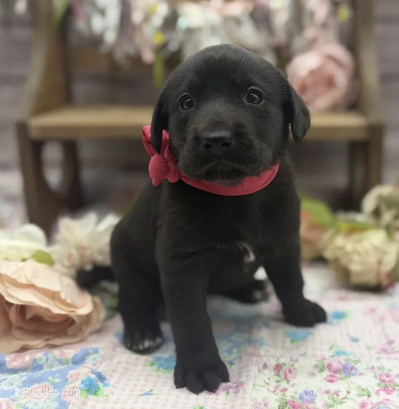 Lunar – Labrador Retriever puppy for sale in Rogers, OH