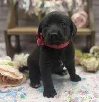 Lunar, a female Labrador Retriever for sale in Rogers, OH – 3 of 6