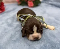 Diego, a male English Springer Spaniel for sale in Rogers, OH – 2 of 5
