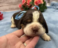 Dozer, a male English Springer Spaniel for sale in Rogers, OH – 2 of 4
