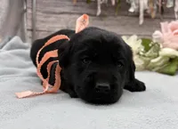 Misty, a female Labrador Retriever for sale in Rogers, OH – 3 of 4