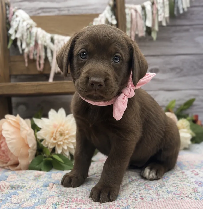 Eclipse – Labrador Retriever puppy for sale in Rogers, OH