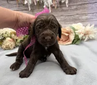 Mocha, a female Springer Doodle for sale in Rogers, OH – 2 of 3