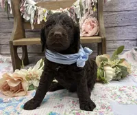 Kody, a male Springer Doodle for sale in Rogers, OH – 4 of 8