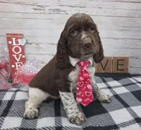 processed/3f414b0a-73a6-4460-b4b8-fd0617085ae9/listing/4f8d4413-d41f-47d3-91d9-2796acb3d6a7/99366d29-a11d-497a-9294-be64a225b20d