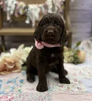 Kelsie, a female Springer Doodle for sale in Rogers, OH – 4 of 7