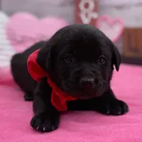 Winter, a female Labrador Retriever for sale in Rogers, OH – Photo 2 of 3